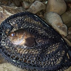 良型メバルガシラ