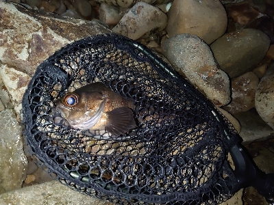 良型メバルガシラ