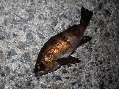 レクチャーパート２