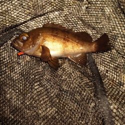 メバル少ないのかな