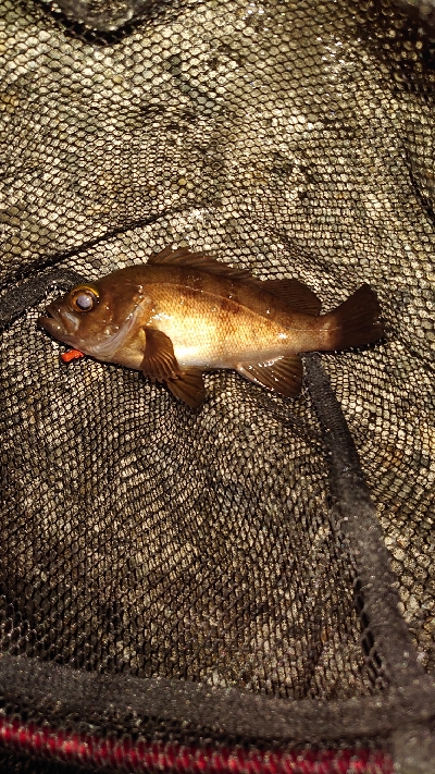 メバル少ないのかな