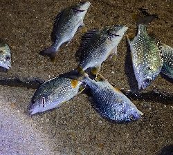 ゲストのみ現る