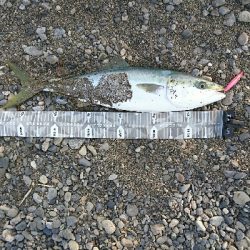 前回浜辺のゴミ拾いしたのでメジロの恩返しかなぁ？