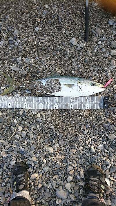 前回浜辺のゴミ拾いしたのでメジロの恩返しか…