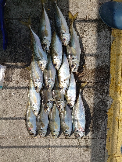 苦手なカゴ釣り