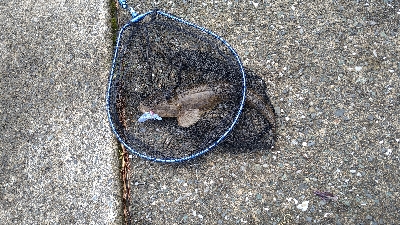 いいサイズのマゴチ！