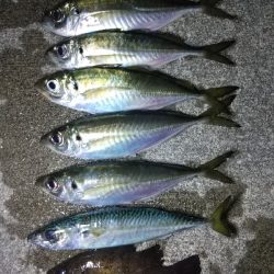 アジ見つけました