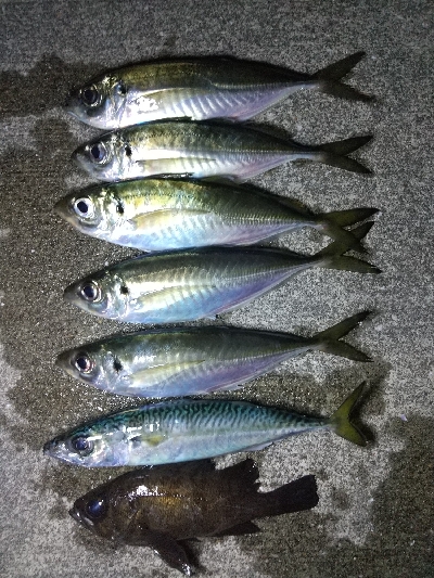 アジ見つけました