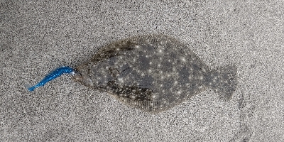 ソゲサイズだが初ヒラメ