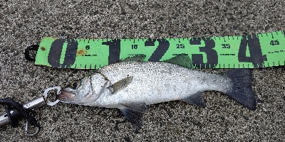 テトラのサラシでヒラセイゴ