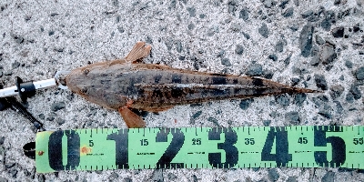 夕マズメのマゴチ！