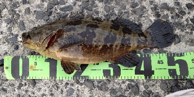 衝撃のチャイロマルハタ