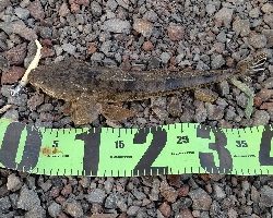 今年、３匹目！