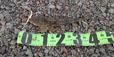 今年、３匹目！