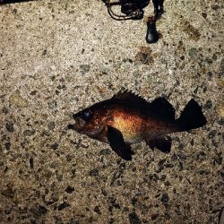 爆風メバリング