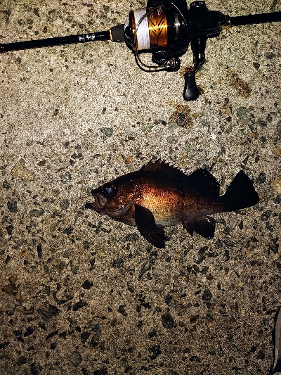 爆風メバリング