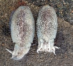 コウイカエギング