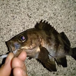 アジ見つけられず