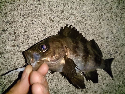 アジ見つけられず