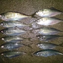 今日も小雨アジング