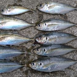 祝！つ抜け達成！！