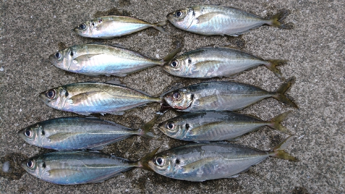 祝！つ抜け達成！！