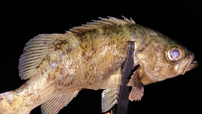 月夜メバルの狙い撃ち
