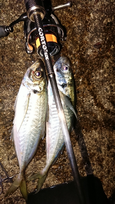 サイズの伸びないアジング