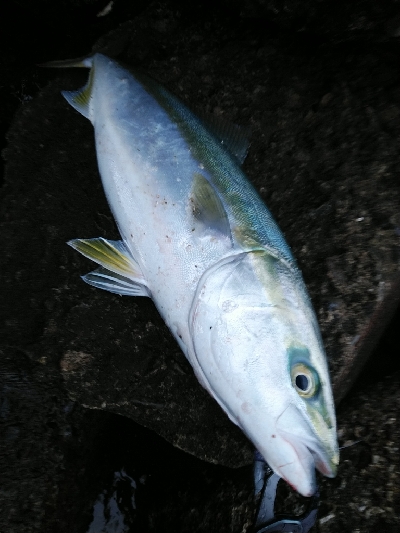 ヒラスズキ狙いでしたが、、、