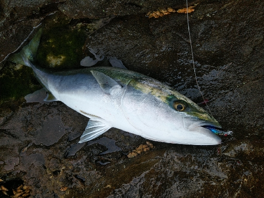 良い日に当たりました