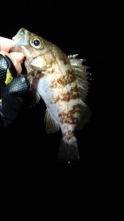 この時期、特有の。