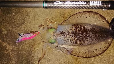 何とか釣れました！