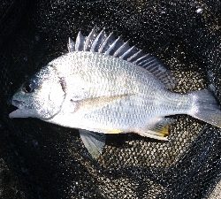 のっこみが終わったのか