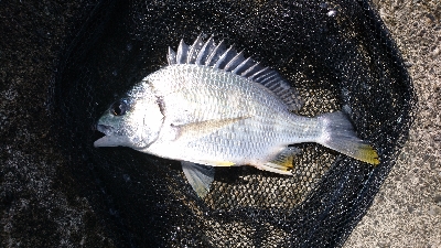 のっこみが終わったのか