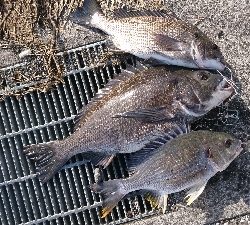 久しぶりに 朝早く