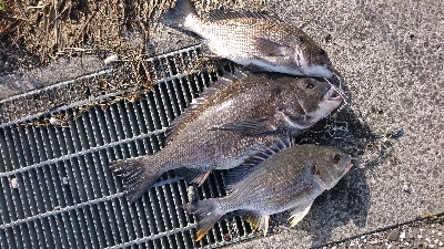 久しぶりに 朝早く