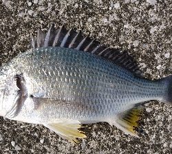 キビレばっかり