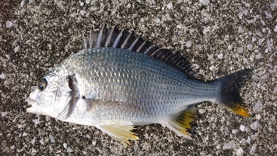 キビレばっかり