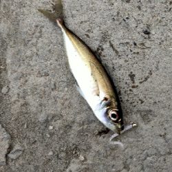 楽しいけど　風強すぎ。