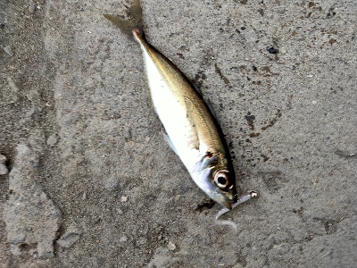 楽しいけど　風強すぎ。