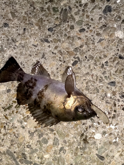 泣きながらかへる。