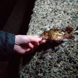 激シブチョイ投げ