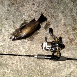 今日はいい感じ。