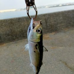 サバの回遊がありました