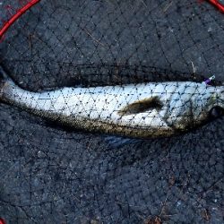 夕マヅメシーバス