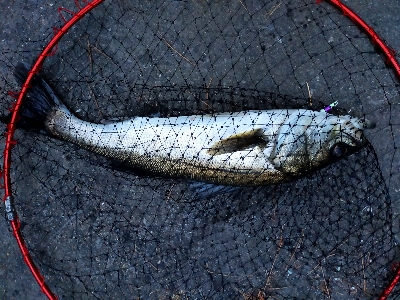 夕マヅメシーバス