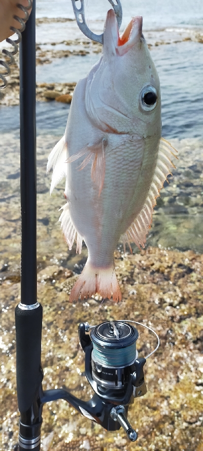 西表島リーフ釣り