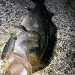 シーバス渋いですねー