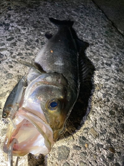シーバス渋いですねー