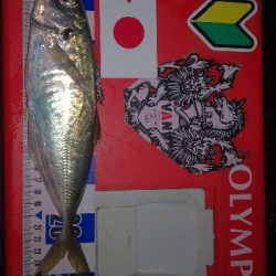 アジング練習　265　